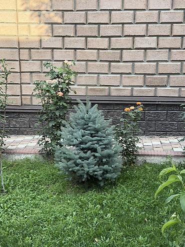 фиалки химеры: Ель колючая голубая (Picea pungens ‘Glauca’) — декоративные хвойные — 5