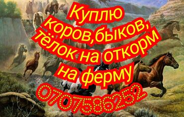 чон уй берилет: Сатып алам | Уйлар, букалар, Жылкылар, аттар | Күнү-түнү, Бордоп семиртүү үчүн, Өзү алып кетүү