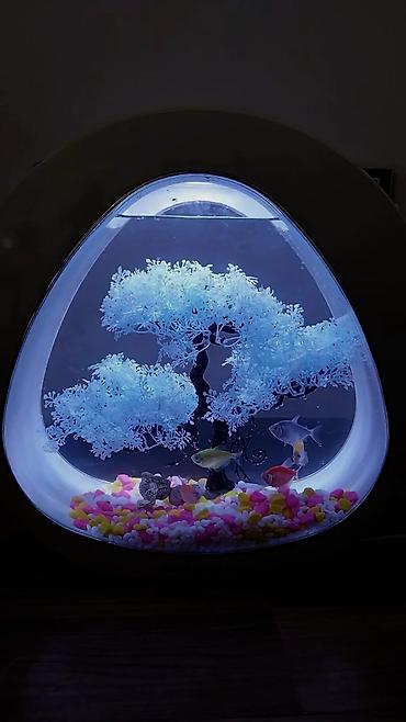 Akvariumlar: Yumru akvarium, Boş, 5 l, Ünvandan götürmə — 1