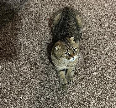 животные котенок: Шотландская вислоухая кошка (Scottish Fold) - Окрас — 3