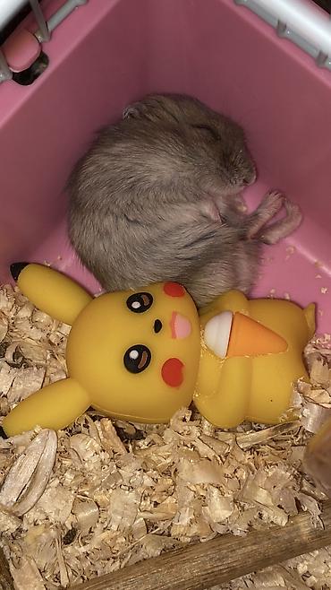 мейн кун: Cücərəndirilmiş xırda heyvan – hamster (cüce/djungar tipli) — 4