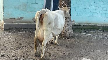 Коровы, быки: Продаю | Корова (самка) | Швицкая | Для молока — 9