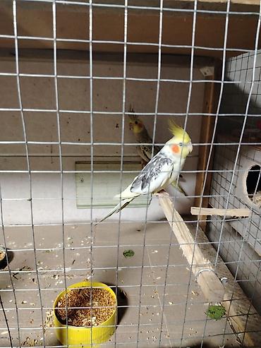 hind quşu satışı: Corella satılır. Cütü 80 AZN — 1