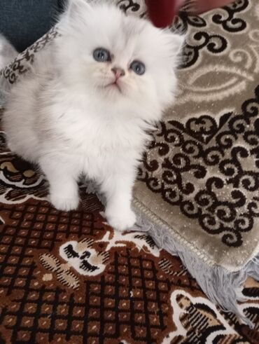 охота ит: 1 айлык, Эркек, Күмүш өңдүү шиншилла, Лотокко барууга үйрөтүлгөн