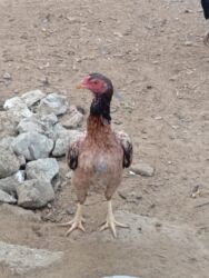 Toyuqlar: Heyratı toyuq satılır bir ədədi 60 manatdır tam sağlamdır türk sortudu -da lalafo.az — 4 Toyuqlar: Heyratı toyuq satılır bir ədədi 60 manatdır tam sağlamdır türk sortudu — 4