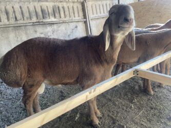 продажа баранов в бишкеке: Продаю | Баран (самец), Ягненок | Арашан | Для разведения | Осеменитель