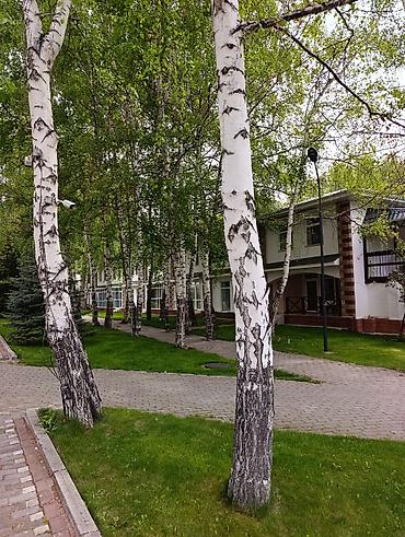 Посуточная аренда квартир: Сдаётся квартира-студия на берегу Иссык-Куля в центре отдыха "Радуга" — 8