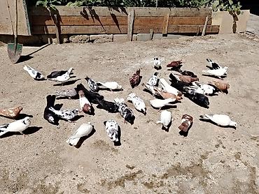 qus yuvalari: Salam quslar maşdagadadi hopdom 7manatdan tek tek sec götur 10manat — 2