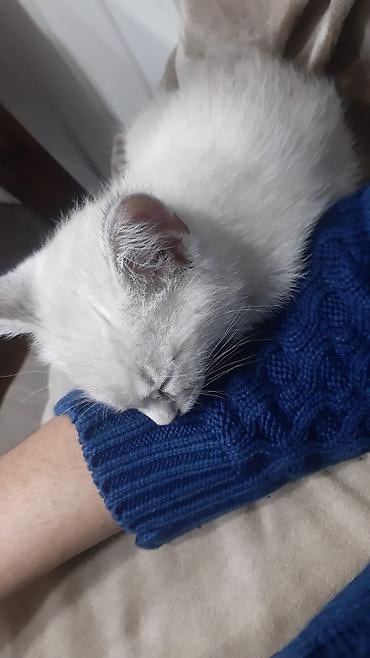 Pişiklər: Britan — 8