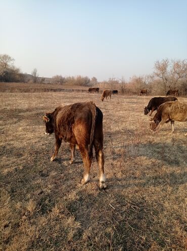 Коровы, быки: Продаю | Бык (самец) | Швицкая | Для разведения, На откорм | Осеменитель — 9