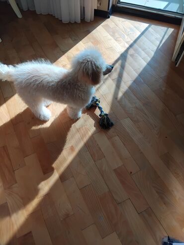 İtlər: Pudel — 23