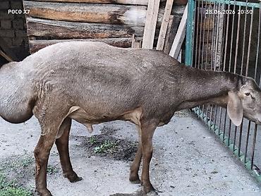 лошадь 1 год: Продаю | Баран (самец) | Гиссарская | Для разведения — 4