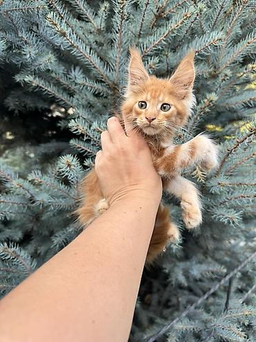 котенок мейн кун: Породистый котёнок Мейн-кун, окрас рыжий (red classic tabby). На фото — 3