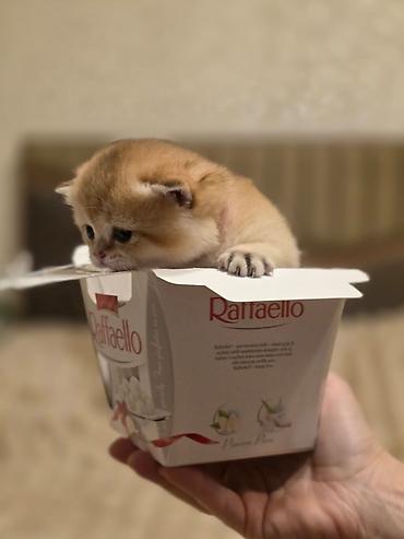 Pişiklər: Britan — 2