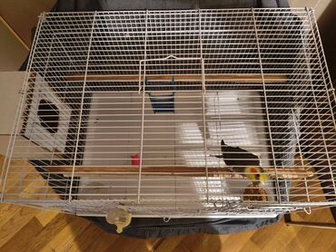 geref quşu: Salam, Korella popugay satilir,cavandir,saqlamdir. Ustunde yeke