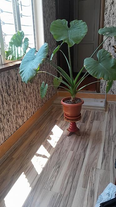bezek bitkisi: Alokaziya (Alocasia) otaq bitkisi – iri, ürəkvari-oxvari yaşıl — 2