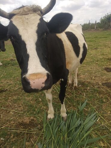 staffordshire bull terrier κουταβια v Azərbaycan | İTLƏR: 20 mayda bala verecek.elaqe ucun nomre 0557945771