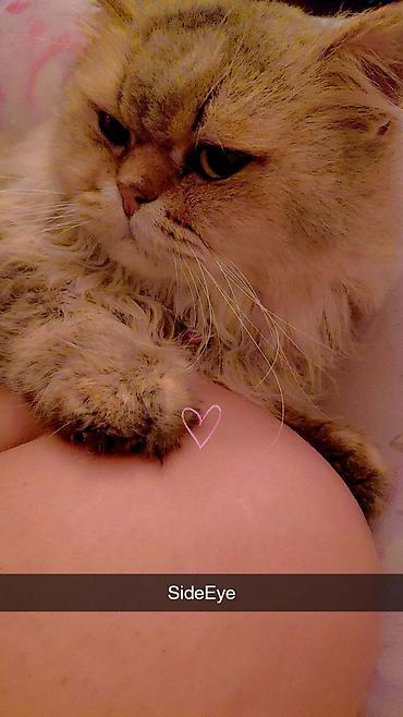 Продажа кошек: Сибирская, 2 года, Мальчик, Золотая шиншилла, Приучена к лотку, Проглистована, С прививками — 8