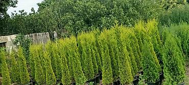velosibet sekilleri: Thuja və dekorativ kollar – qablarda - Növlər: şam ağacı tipli — 2