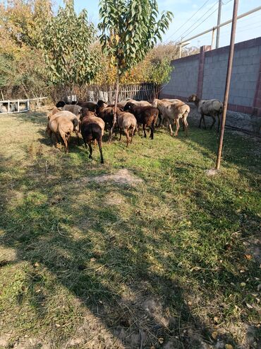 коровы дойные: Сатам | Ургаачы кой (ургаачы) | Көбөйтүү үчүн | Ургаачы