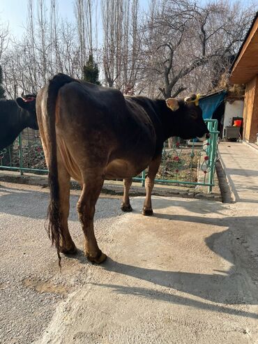 Коровы, быки: Продаю | Корова (самка) | Алатауская, Швицкая | Для разведения, Для молока — 6