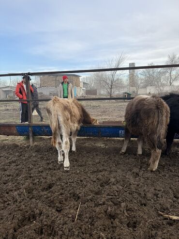 Коровы, быки: Продаю | Бык (самец) | На откорм — 9