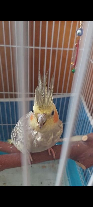 Quşlar: Nymph parakit (Cockatiel) – sarı gri ləkəli rəng, yanaqlarda portağal — 3