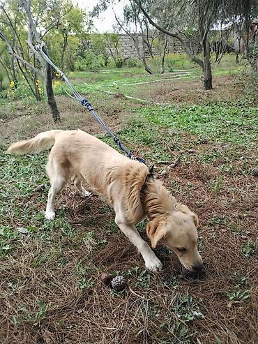 cücə və xoruz: Golden Retriever itin yiyəsi axtarılır. Boş bekar adamlar narahat — 3