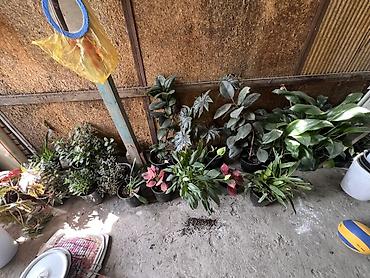 домашнии цветы: Комнатные растения в горшках (ассортимент) - Разнообразная коллекция — 1
