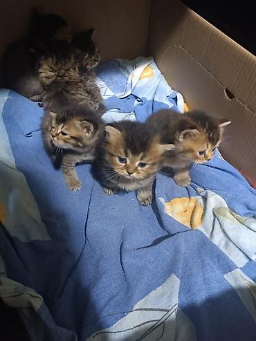 Pişiklər: Yaxşı əllərə — 10