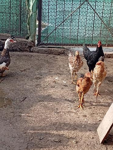 Продам с/х животных: Продаю | Петух, Цыплята, Куры | Полубрама, Брама, Дакан | Несушки, Для разведения — 3