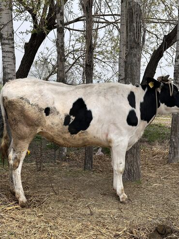Коровы, быки: Продаю | Тёлка, Музоо, торпок | Голштин | Для разведения, Для молока