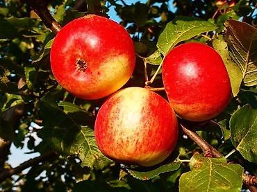 Удобрения и садовая химия: Удобрение Самовывоз — 11