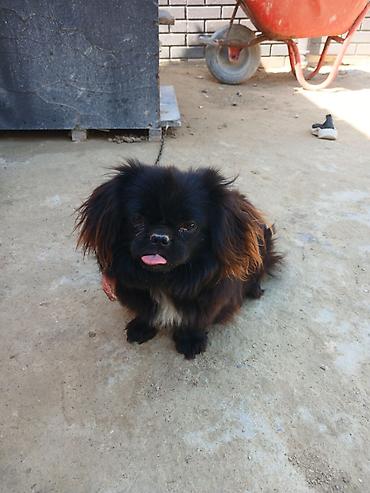 İtlər: Pekines -da lalafo.az — 3 İtlər: Pekines — 3