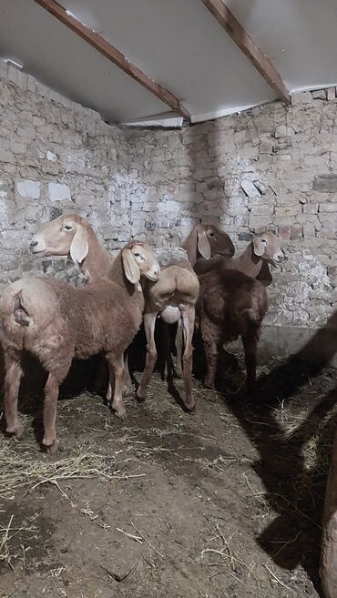Бараны, овцы: Продаю | | Арашан | Матка