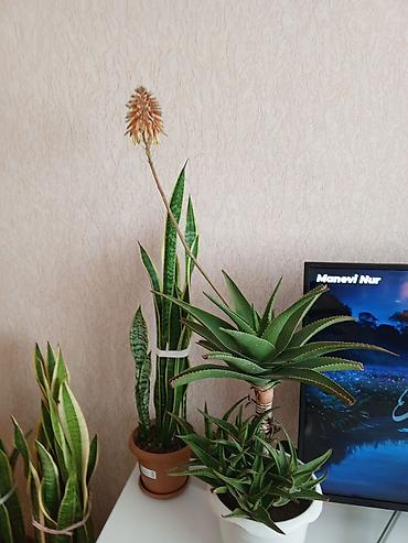 ana ureyi: Aloe və Sansevieria (Qayın dili) otaq bitkiləri – bir yerdə - Aloe — 4