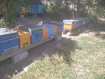 tap az qaz balalari: Sağlam məhsuldar Arı Ailələrinin Satışı və arı məhsuları topdan — 5