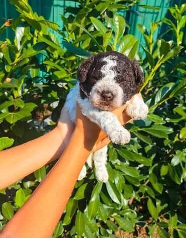 Psi: Lagotto Romagnolo štenci Odgajivačnica "Bellgotto" 7522 sa — 13