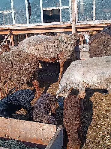 Баран, овца: Продаю | Ягненок | На забой | Племенные — 23