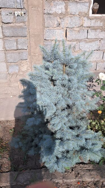 Декоративные деревья: Саженцы деревьев: Ели — 9