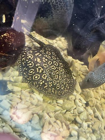 кора купить: Пресноводный скат для аквариума (Potamotrygon sp.) - Эффектный узор — 1