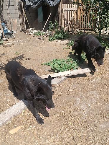 Продажа собак: Продаю Щенки чистакроный немецкой овчарки (черного окраса) тока — 2