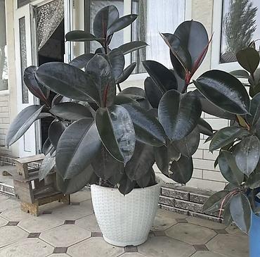 гдз прописи 1 класс: Фикус эластика (Ficus elastica, каучуконосный) в большом кашпо - — 2