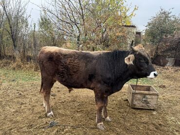 Коровы, быки: Продаю | Бык (самец) | На откорм | Привязанные