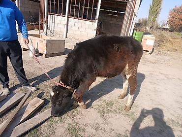 кара балта тук: Продаю | Бык (самец) | На откорм | Привязанные — 2