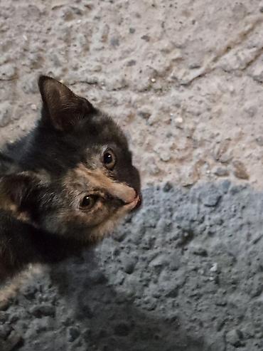 черепаховая кошка: Котёнок черепахового окраса - Окрас: черепаховый (пятнистое сочетание — 2