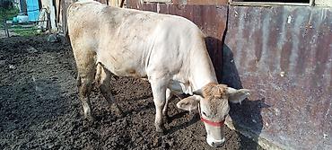 Коровы, быки: Продаю | Корова (самка) | Шароле | Для молока — 8