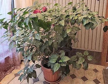 каучуконосный фикус: Крупные комнатные растения в горшках: 1) Фикус Бенджамина (Ficus — 2