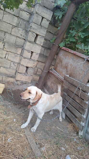 guclu itler: Labrador-retriver, 1 il, Dişi, Cütləşmə üçün
