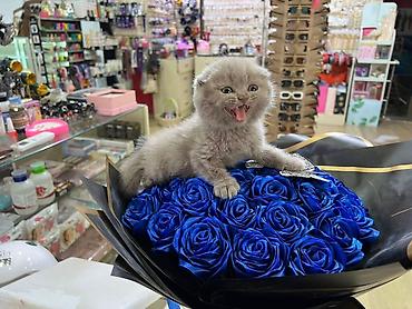 Pişiklər: Şotland — 9